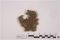 藏品(爪哇扁萼蘚)的圖片